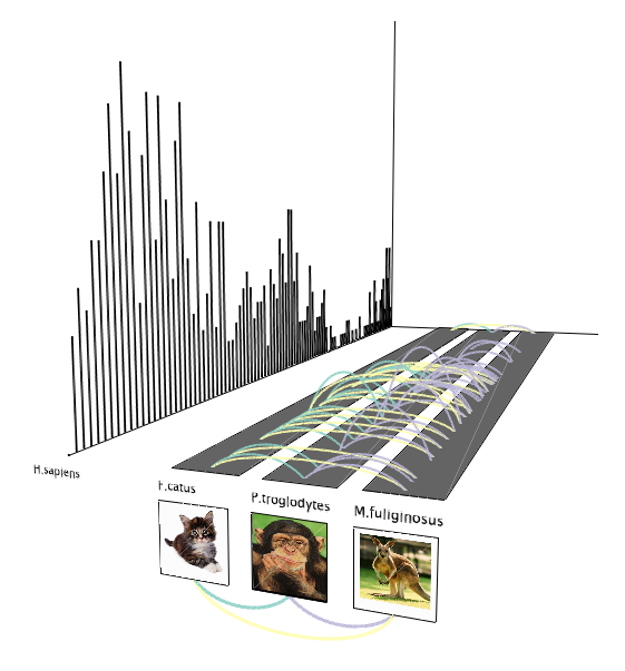 Peaks of transcription throughout the cell cycle are visualized for human (bar chart) and connections between 3 other species are shown if they share conserved genes that have the transcription peak at the corresponding time point. 