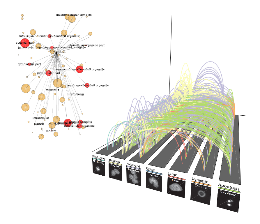 Phenotypic transitions of cell populations upon knockdown of essential cell cycle genes are visualized using arcs to connect phenotypes. The GO term network dynamically highlights functions of the genes responsible for the transitions at a particular time point.