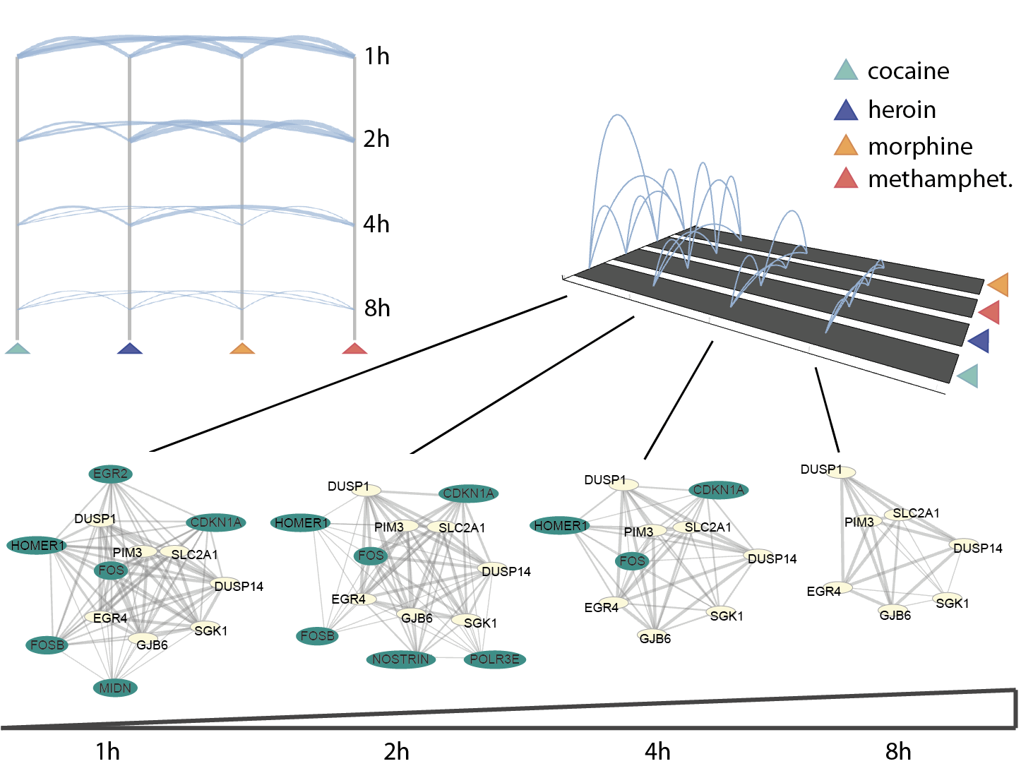 The number of commonly highly expressed genes upon induction of different drugs is displayed through drug connections at every time point. Changes in the network of genes sharing drug phenotypes are also shown through time. 